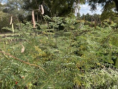 Erythrostemon gilliesii