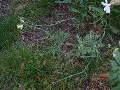 Sisymbrium altissimum