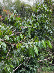 Ventilago neocaledonica