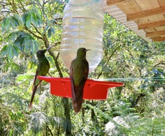 Heliodoxa imperatrix