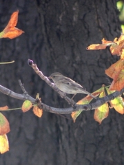 Passer domesticus