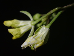 Sisymbrium altissimum