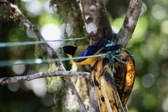 Anisognathus notabilis