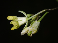 Sisymbrium altissimum