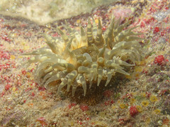 Bunodosoma granuliferum