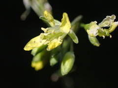 Sisymbrium altissimum