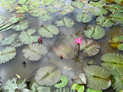 Nymphaea odorata