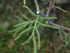 Sisymbrium altissimum