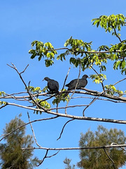 Ducula goliath