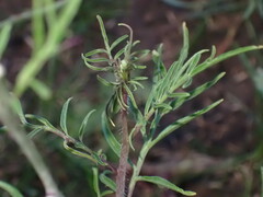 Sisymbrium altissimum