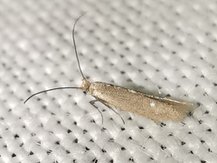 Phyllobrostis fregenella