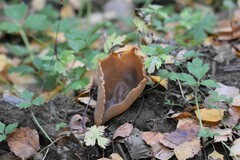 Helvella acetabulum