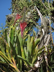 Aechmea nudicaulis