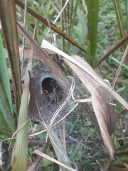 Aglaoctenus lagotis