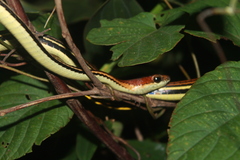 Dendrelaphis caudolineatus