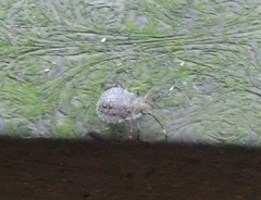 Halyomorpha halys