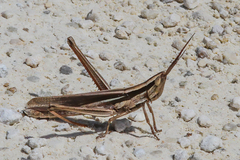 Mermiria intertexta