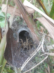 Aglaoctenus lagotis