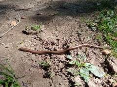 Anguis colchica