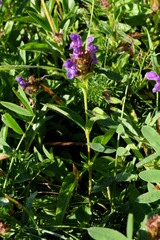Prunella grandiflora