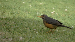 Turdus olivaceus olivaceus