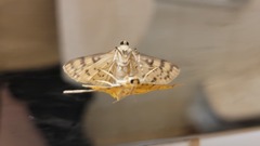 Conogethes punctiferalis