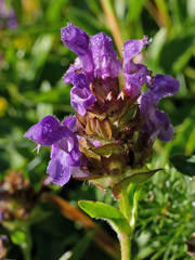 Prunella grandiflora