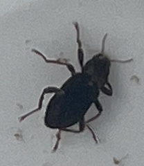 Stenelmis
