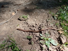 Anguis colchica