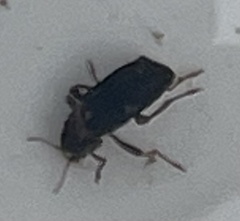 Stenelmis