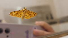 Conogethes punctiferalis