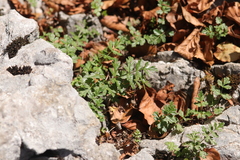 Parapimpinella siifolia