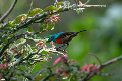 Cinnyris chloropygius