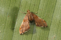 Glaphyriinae