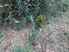 Pentanema squarrosum