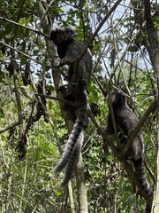 Callithrix penicillata