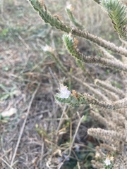 Echium italicum