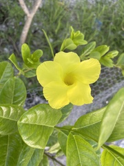 Pentalinon luteum