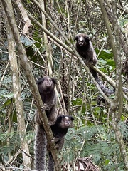 Callithrix penicillata