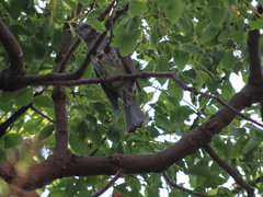 Hypsipetes amaurotis