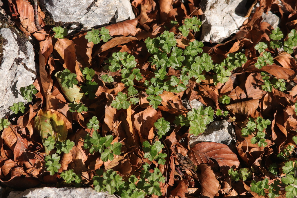 Parapimpinella