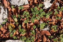 Parapimpinella siifolia