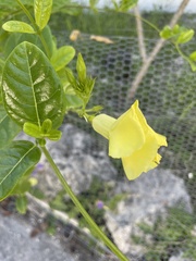 Pentalinon luteum