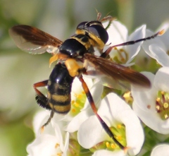 Trichopoda plumipes