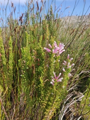 Erica perspicua