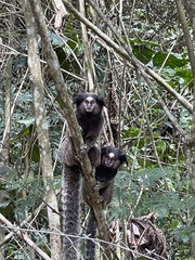 Callithrix penicillata