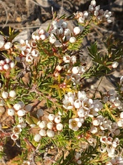 Diosma oppositifolia