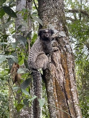 Callithrix penicillata