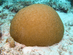 Pseudodiploria strigosa