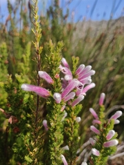 Erica perspicua